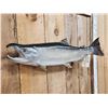Image 2 : 31" Alaskan Silver Salmon Real Skin Fish Taxidermy