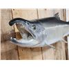 Image 4 : 31" Alaskan Silver Salmon Real Skin Fish Taxidermy