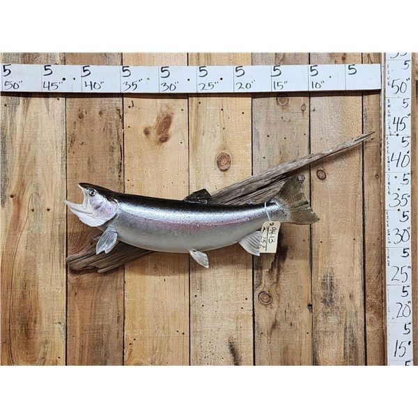 32" Rainbow Trout Real Skin Fish Taxidermy