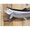 Image 2 : 32" Rainbow Trout Real Skin Fish Taxidermy