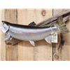 Image 3 : 32" Rainbow Trout Real Skin Fish Taxidermy
