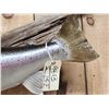 Image 4 : 32" Rainbow Trout Real Skin Fish Taxidermy
