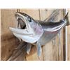 Image 6 : 32" Rainbow Trout Real Skin Fish Taxidermy