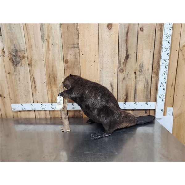 BIG Beaver Full Body Taxidermy Mount