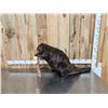 Image 1 : BIG Beaver Full Body Taxidermy Mount