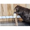 Image 2 : BIG Beaver Full Body Taxidermy Mount