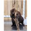 Image 3 : BIG Beaver Full Body Taxidermy Mount