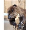 Image 4 : BIG Beaver Full Body Taxidermy Mount