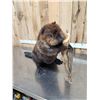 Image 5 : BIG Beaver Full Body Taxidermy Mount