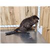 Image 6 : BIG Beaver Full Body Taxidermy Mount