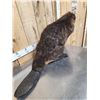 Image 7 : BIG Beaver Full Body Taxidermy Mount