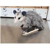 Image 10 : 3 Cute Critters Taxidermy Lot