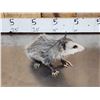 Image 11 : 3 Cute Critters Taxidermy Lot
