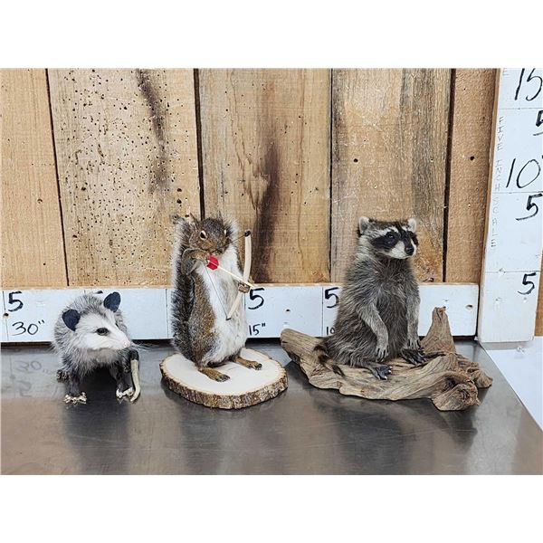 3 Cute Critters Taxidermy Lot