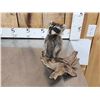 Image 3 : 3 Cute Critters Taxidermy Lot