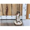 Image 6 : 3 Cute Critters Taxidermy Lot
