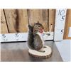 Image 7 : 3 Cute Critters Taxidermy Lot