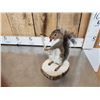 Image 8 : 3 Cute Critters Taxidermy Lot