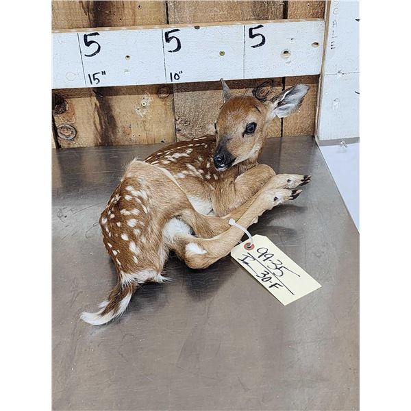 Whitetail Fawn Full Body Taxidermy Mount