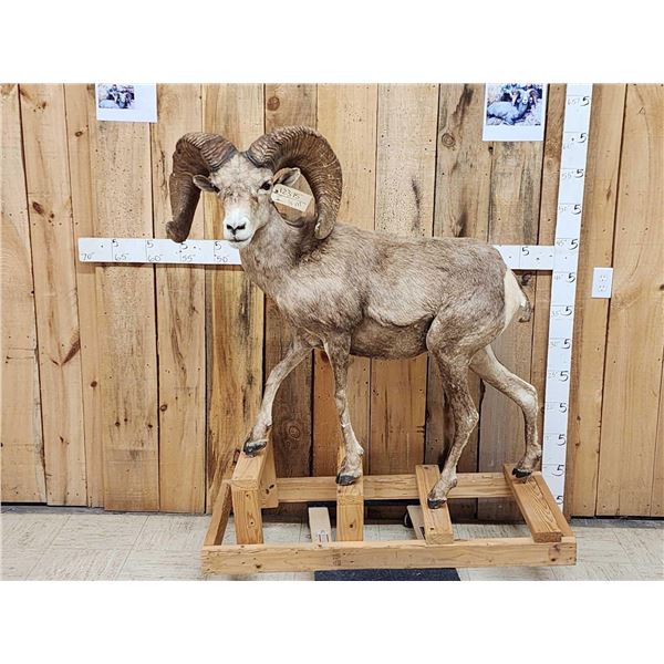 MONSTER Boone & Crockett Desert Bighorn Sheep Full Body Taxidermy Mount