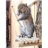 Image 4 : Bow Hunting Squirrel Taxidermy Mount