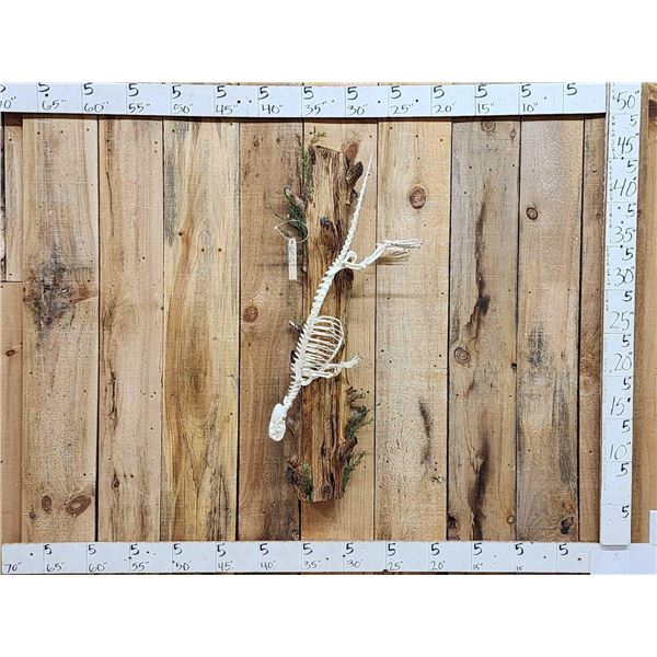 Swimming Otter Articulated Skelton Taxidermy