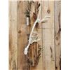 Image 2 : Swimming Otter Articulated Skelton Taxidermy