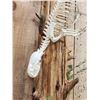 Image 3 : Swimming Otter Articulated Skelton Taxidermy