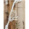 Image 4 : Swimming Otter Articulated Skelton Taxidermy