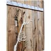 Image 5 : Swimming Otter Articulated Skelton Taxidermy