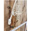 Image 8 : Swimming Otter Articulated Skelton Taxidermy