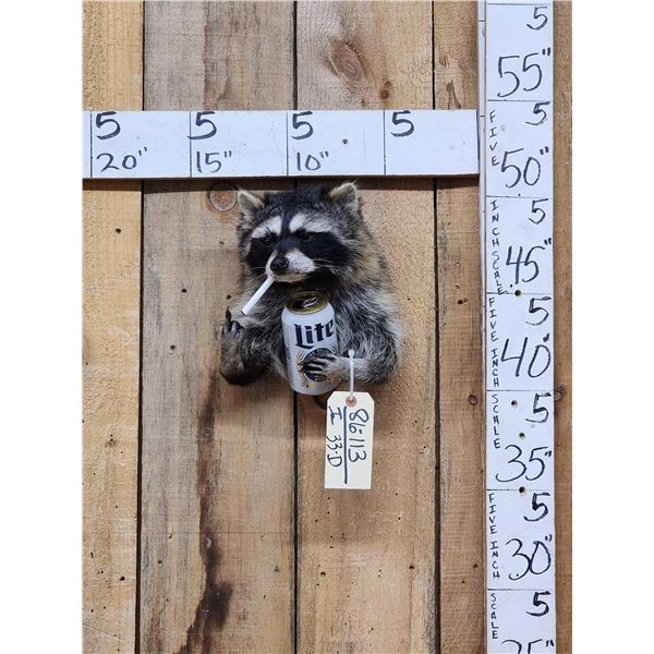 Naughty Raccoon Shoulder Mount Taxidermy