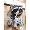 Image 3 : Naughty Raccoon Shoulder Mount Taxidermy