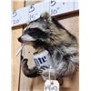 Image 4 : Naughty Raccoon Shoulder Mount Taxidermy