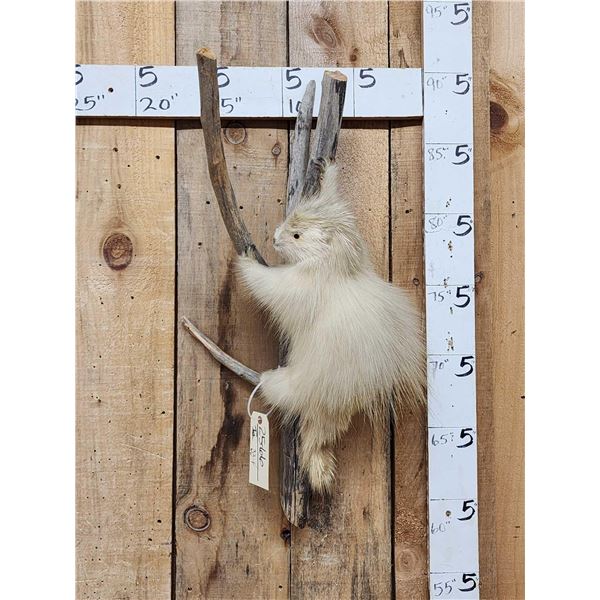 Rare White Porcupine Full Body Taxidermy Mount
