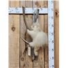 Image 1 : Rare White Porcupine Full Body Taxidermy Mount
