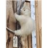 Image 2 : Rare White Porcupine Full Body Taxidermy Mount