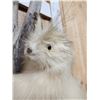 Image 3 : Rare White Porcupine Full Body Taxidermy Mount