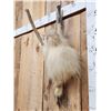 Image 4 : Rare White Porcupine Full Body Taxidermy Mount