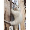 Image 5 : Rare White Porcupine Full Body Taxidermy Mount