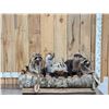 Image 1 : Noah's Ark 5 Critters In A Birch Bark Canoe Taxidermy