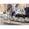 Image 4 : Noah's Ark 5 Critters In A Birch Bark Canoe Taxidermy