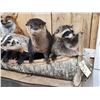 Image 5 : Noah's Ark 5 Critters In A Birch Bark Canoe Taxidermy
