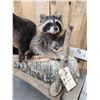 Image 6 : Noah's Ark 5 Critters In A Birch Bark Canoe Taxidermy