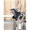 Image 8 : Noah's Ark 5 Critters In A Birch Bark Canoe Taxidermy