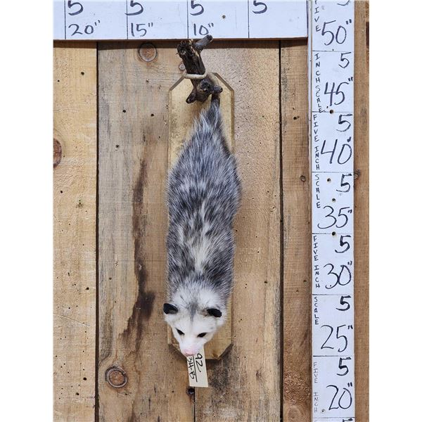 Opossum Hanging By It's Tail Taxidermy Mount