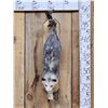 Image 1 : Opossum Hanging By It's Tail Taxidermy Mount