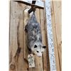 Image 2 : Opossum Hanging By It's Tail Taxidermy Mount
