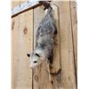 Image 3 : Opossum Hanging By It's Tail Taxidermy Mount