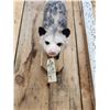 Image 4 : Opossum Hanging By It's Tail Taxidermy Mount